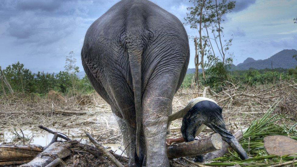 Working elephant in a forest clearing, Thailand