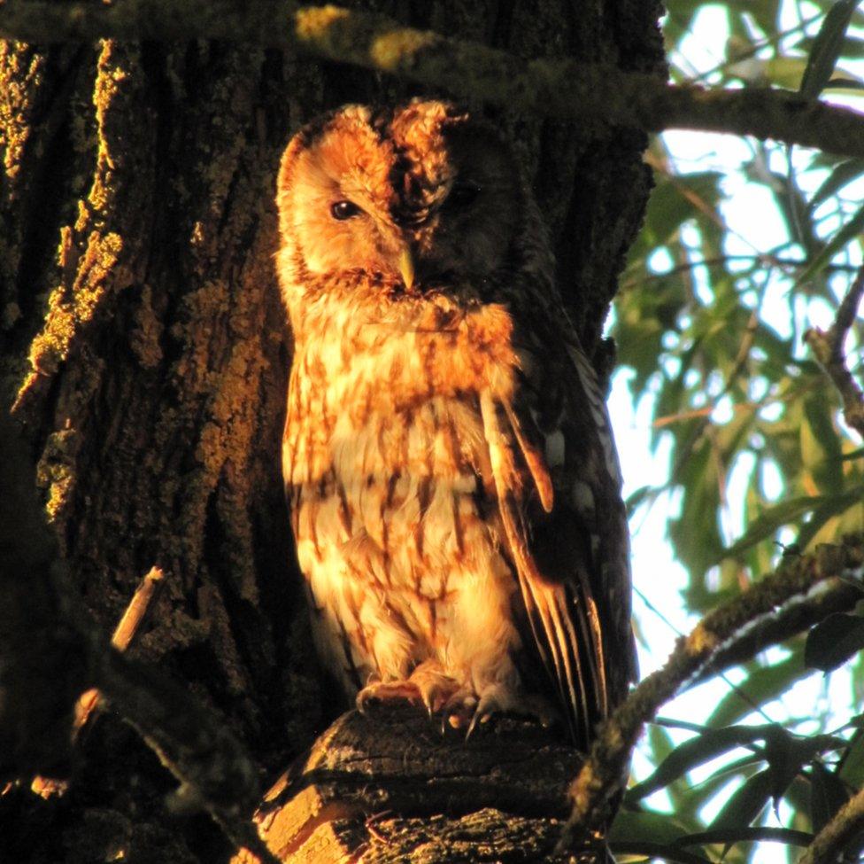 A tawny owl at sunset by the watercress beds in Ewelme