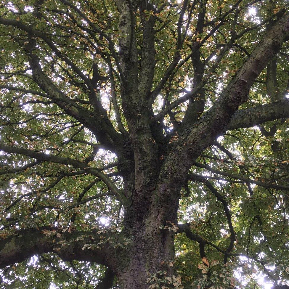 Trees in Tooting Common