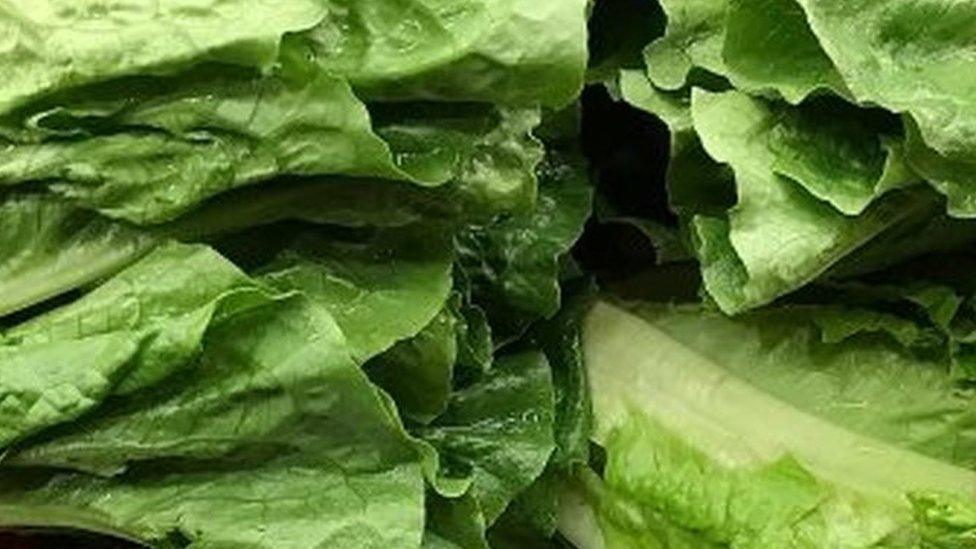 Romaine lettuce