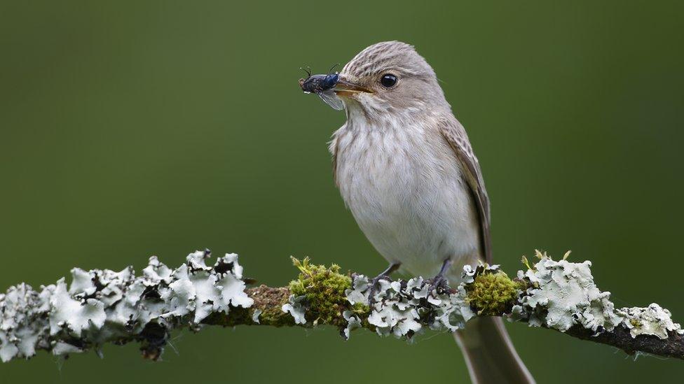 Spotted flycatcher