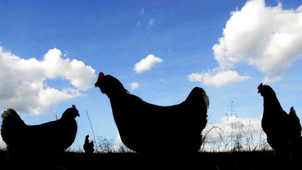 Silhouettes of three chickens in a field