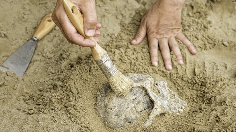 Hand-brushing-soil-away-from-buried-bone.