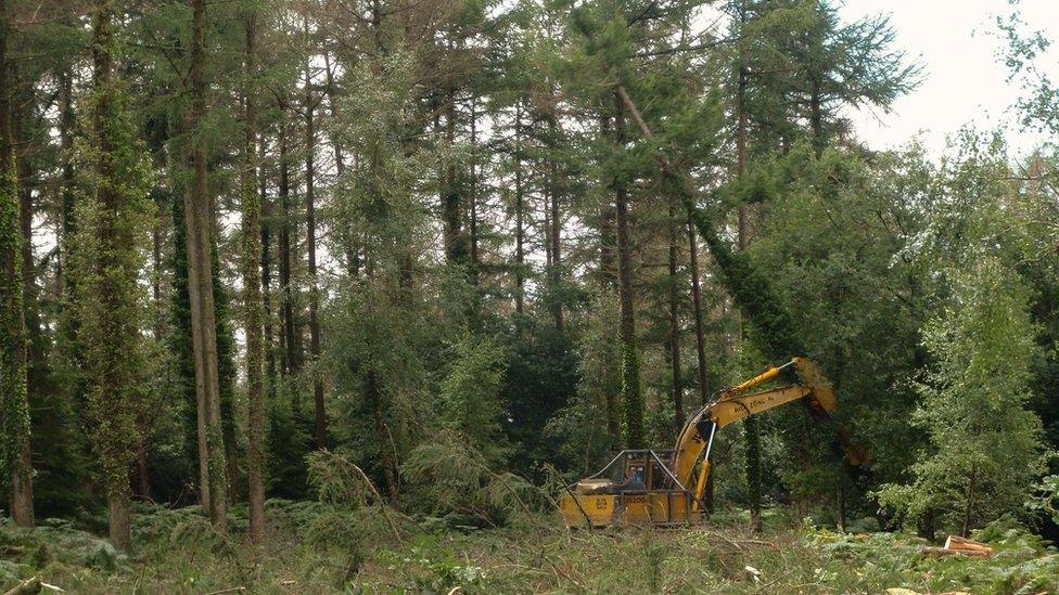 Tree felling