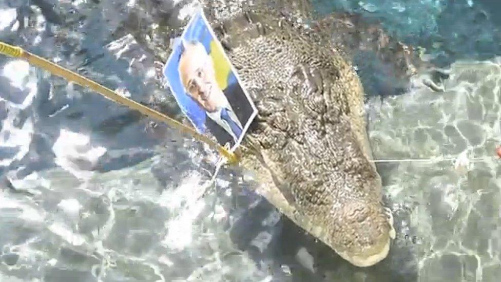 Burt the psychic crocodile at the Crocosaurus Cove wildlife park in Darwin, Australia.