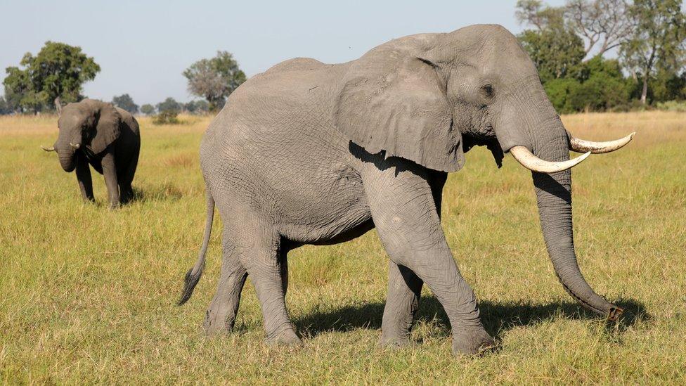 Elephant