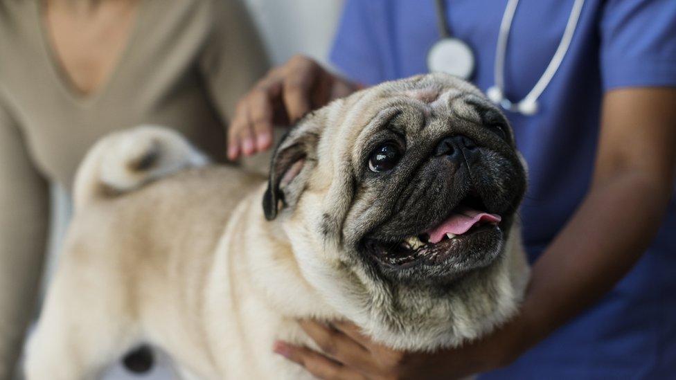 Pug at the vets