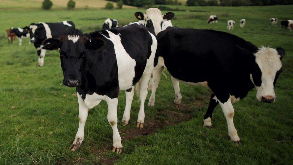 cows in a field