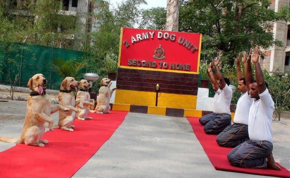 Dogs doing yoga with Indian army