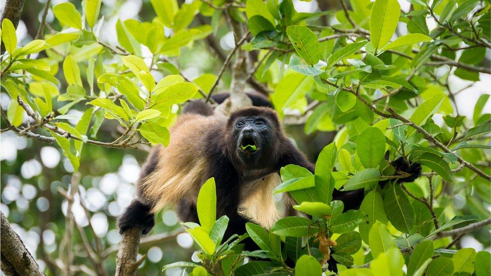 Howler monkey eating leaves