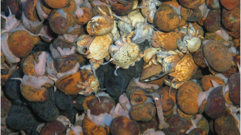 Teeming with life: the new species include the light brown crab in the middle of the photo