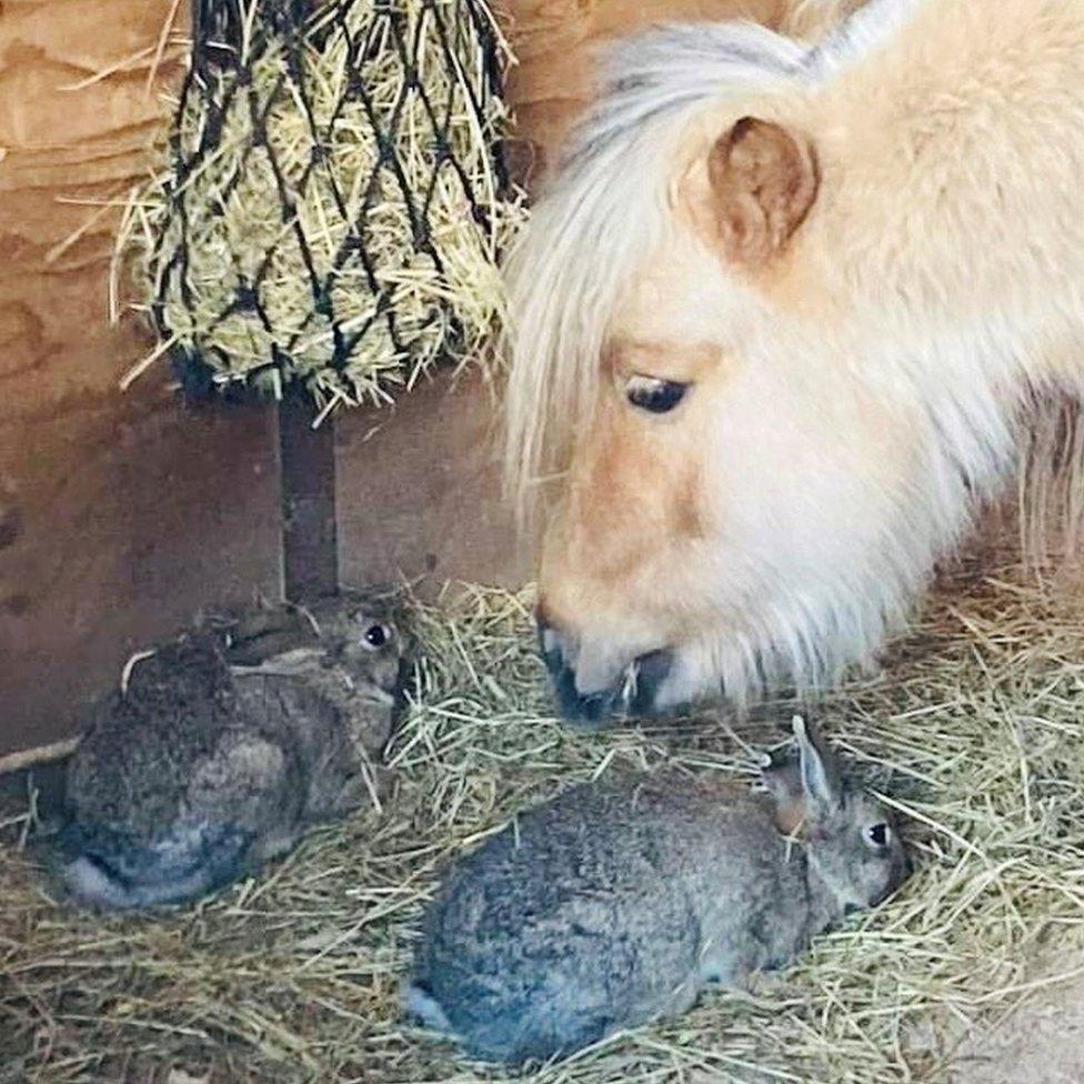 Pony and rabbits