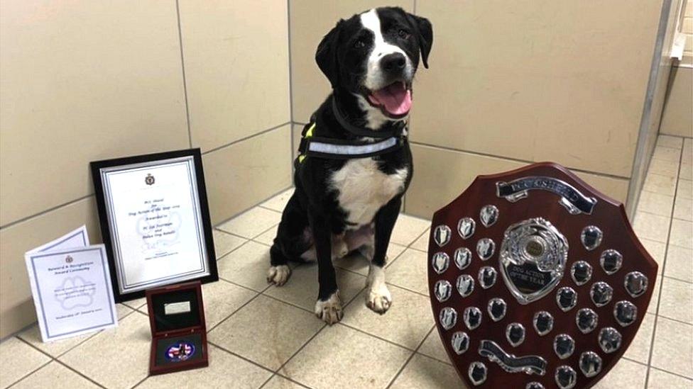 Police dog Bandit with his trophies