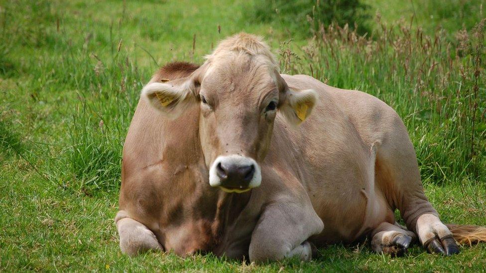 Cow lying in field