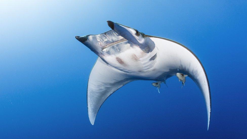 Mobula ray or devil ray (Mobula tarapacana), Pacific Ocean. Mobula rays can grow to have a disc width of 3 metres. They feed mainly on plankton but Blue Planet II filmed them for the first time eating fish.