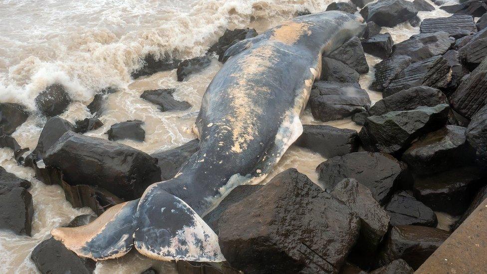 Sperm whale on rocks at Sheringham