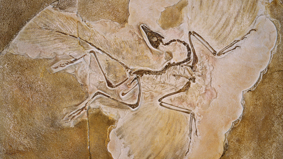 Archaeopteryx, the oldest known bird.