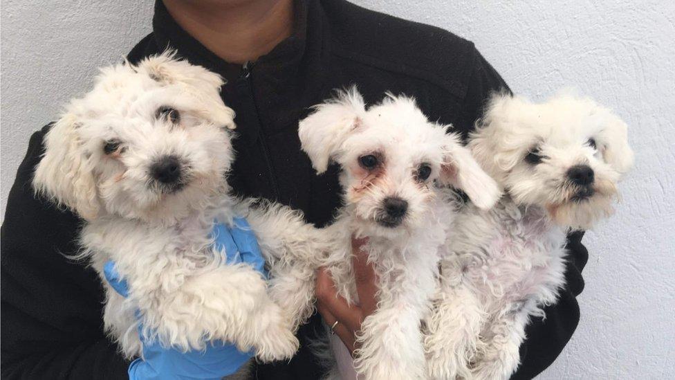 Three white puppies being held