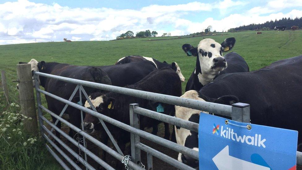 Cows on Kiltwalk route