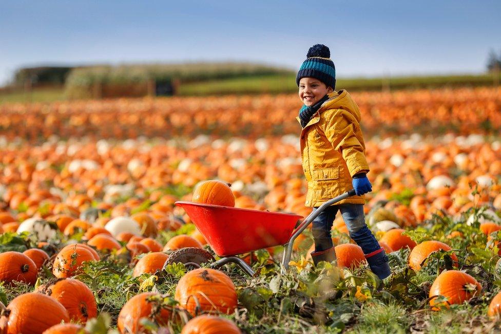 Luximon Annia pushes a wheelbarrow in a pumpkin field at Maxyes Farm Shop in Kirklington, Nottinghamshire