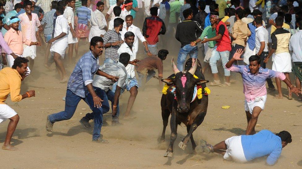 A bull charges through a crow of Indian participants and bystanders during Jallikattu, an annual bull fighting ritual, on the outskirts of Madurai on January 15, 2017