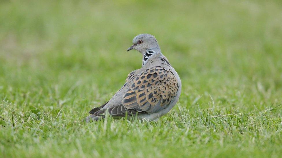 Turtle dove