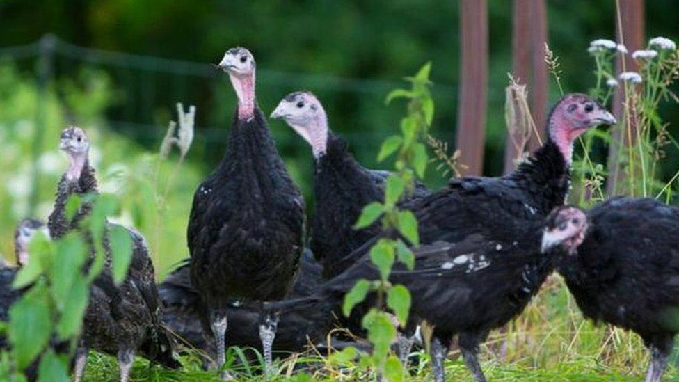 Barra Bronzes turkeys