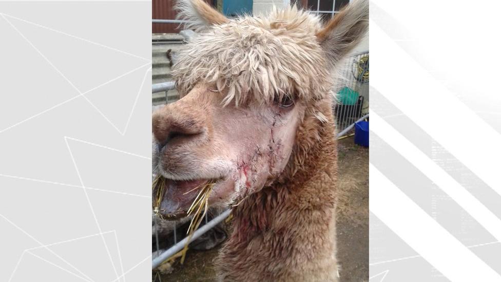 Injured alpaca