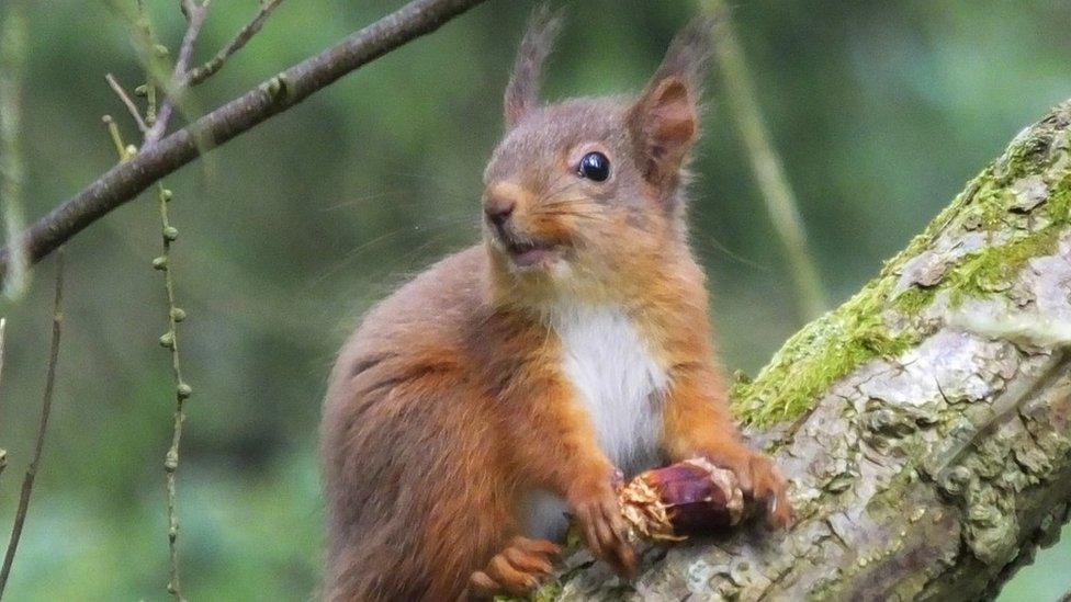 Feòrag ruadh