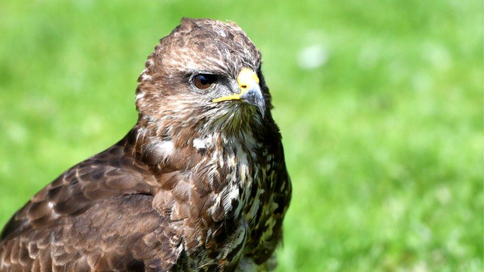 Common buzzard