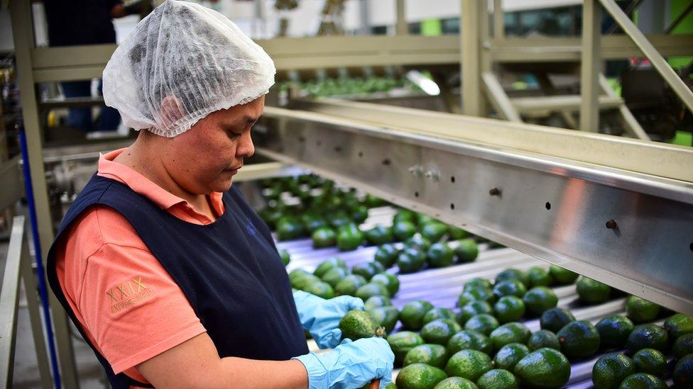 A employee works at an avocados packaging plant in the municipality of Uruapan, Michoacan State, Mexico, on October 19, 2016.