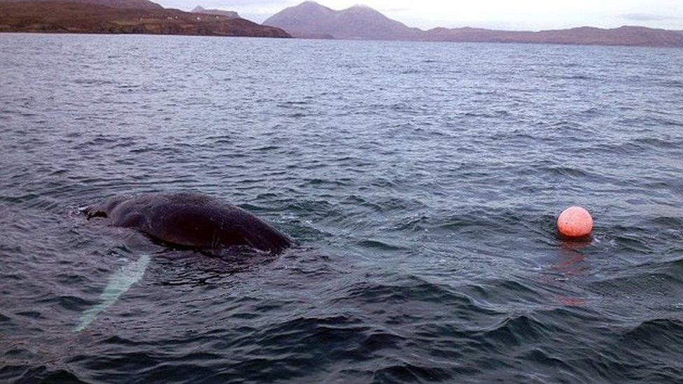 Humpback whale tangled in a lobster pots buoy and rope