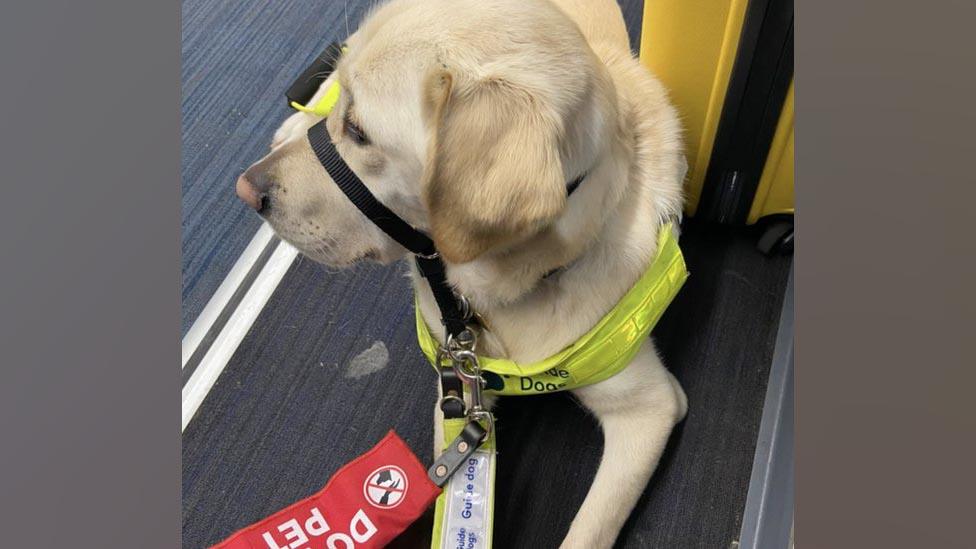 Dezzie lying down on the train