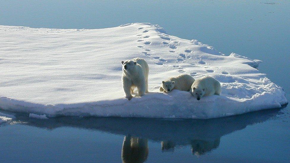 Polar bears