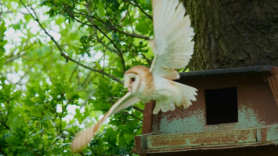 Flying barn owl