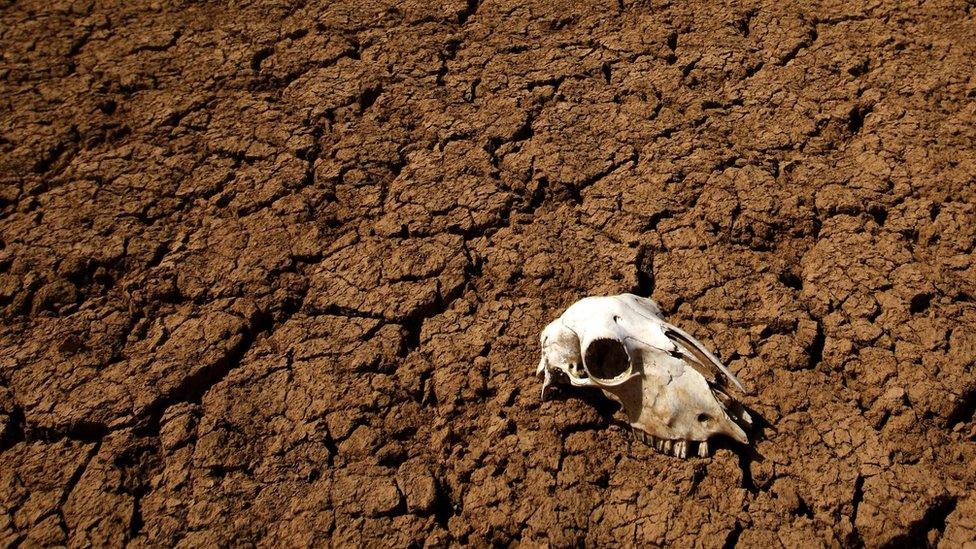 The skull of an unidentified animal is seen in Alarcon"s reservoir on April 1, 2008 in Cuenca during a drought period in Spain.