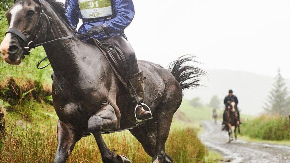 Horses on the course