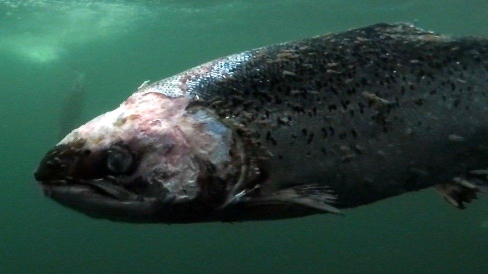 Farmed salmon with lice damage, filmed in a fish farm called ‘Vacasay’ in Loch Roag, Outer Hebrides.