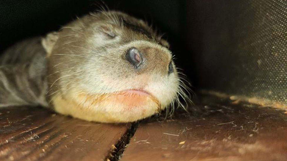 Sleeping baby giant otter