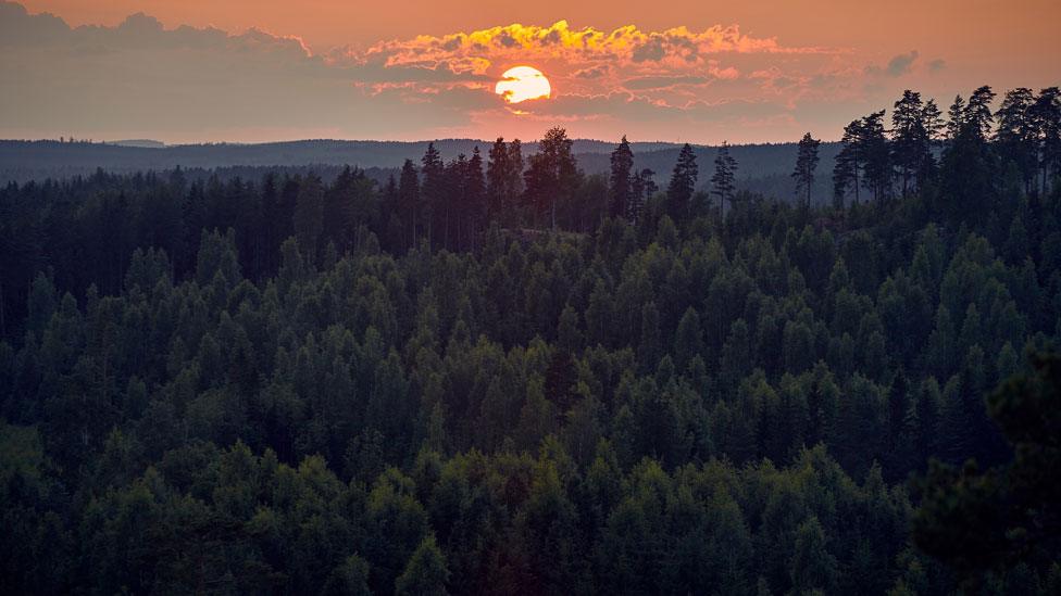 Finnish forest