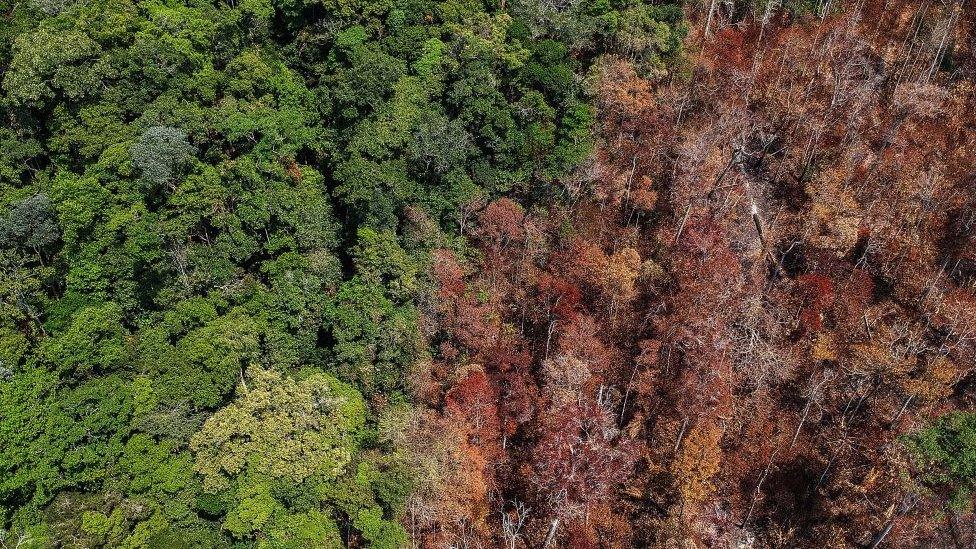 burned forest in Amazon