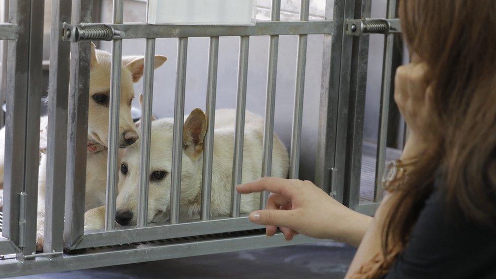 A woman points at two white dogs in a cage