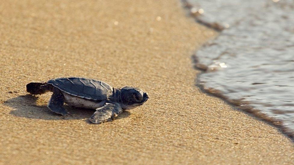 A baby sea turtle crawling towards the sea