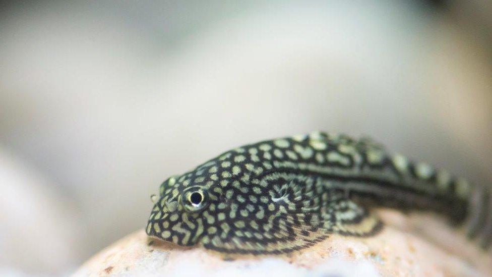 A spotted hillstream loach