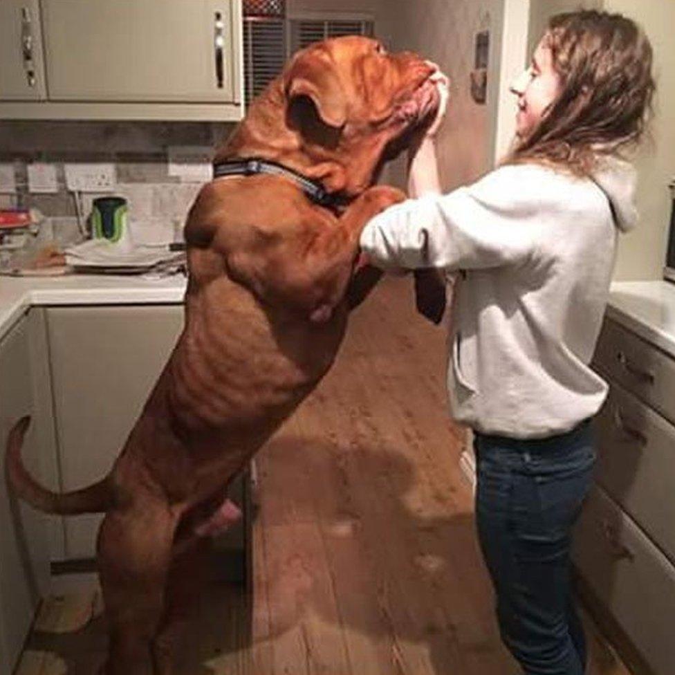 Sarah Iddles and her Dogue de Bordeaux