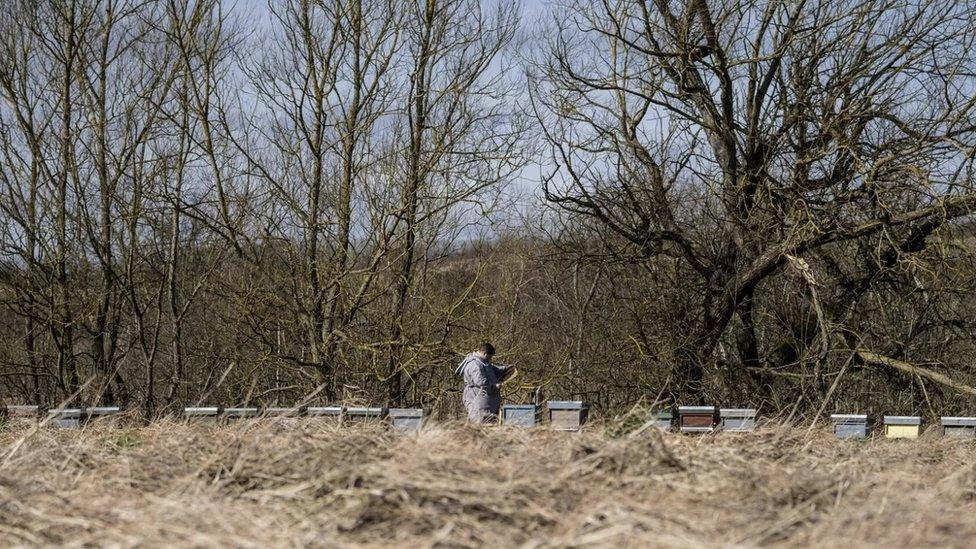 George with hives in field