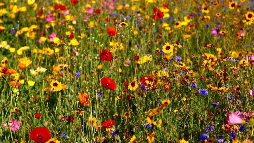 Wild flowers in Clydach, Swansea taken by Neil Bartlett