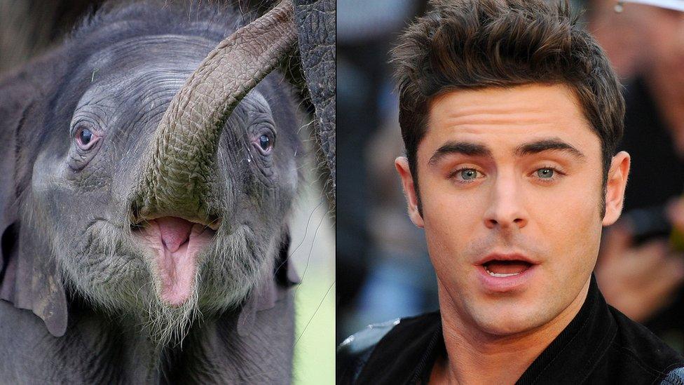 Elephant and Zac Efron