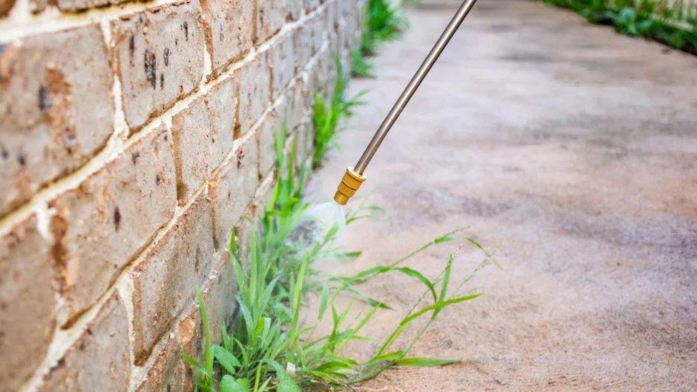 Weedkiller being sprayed onto weeds