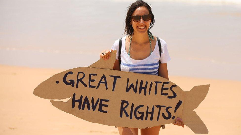 A protester holds signage against the catching and killing of sharks in Western Australia at Manly Beach on February 1, 2014 in Sydney, Australia